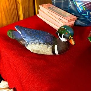 Mallard duck